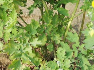 �����˼�����Щ��Ч������