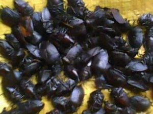 ���������Щҩ�ü�ֵ