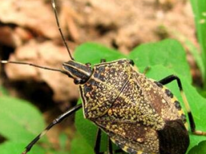 ���������Щҩ�ü�ֵ