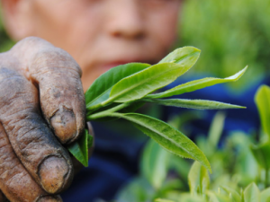 ��ָ�׵��������˽���� ��ָ��Ӧ�������