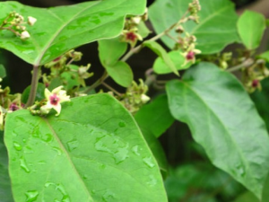 �Ͼ���Ĺ�Ч������