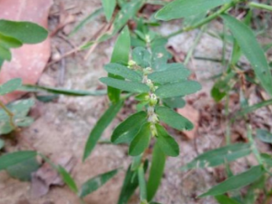 ͨ�̲ݵ������빦Ч ����Ԥ����Ѫ֬