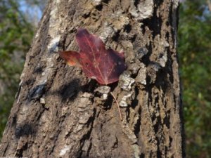 ����Ƥ�Ĺ�Ч������ ������������