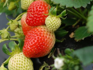 ����������������ʳ�� ��֪������������