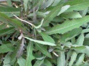 �̽��˵Ĺ�Ч������ ����Ԥ���ϻ�