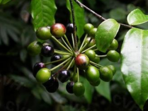 �׶�������Щ��Ч����