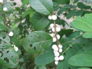 �׷���Ҷ������ �׷���Ҷ����Щ��Ч