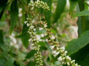 �ױ�������Щ��Ч �ױ��������