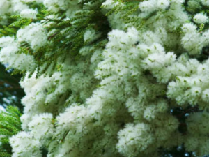 ��ǧ������Щ��Ч ��ǧ�������