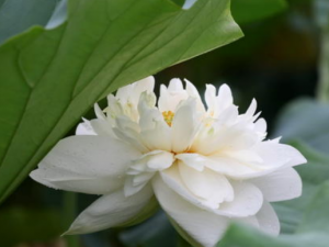 ׺ɻ¶ĹЧ ׺ɻ¶ҩüֵ