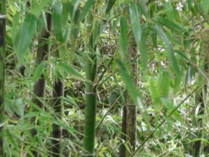 ������Ĺ������� ��������÷�