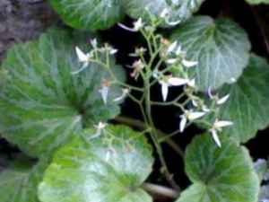 �߰껢���ݵĹ�Ч���� �߰껢���ݵ��÷�