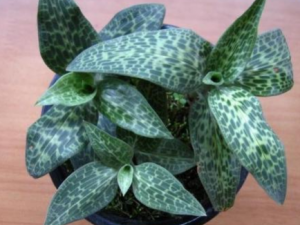 ��Ҷ������Щ��Ч ��Ҷ�����÷�