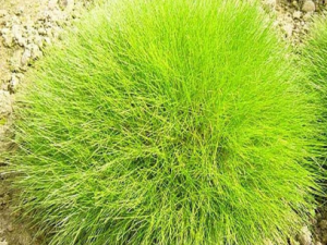 ��ӱ̦�ݵĹ�Ч ��ӱ̦�ݵļ�ֵ