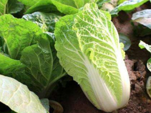 �ײ˵Ĺ�Ч������ �ײ˵�Ӫ����ֵ