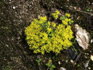 �׹�ľ���Ĺ�Ч �׹�ľ����ҩ�ü�ֵ