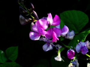 �ⶹ������Щ��Ч �ⶹ����ҩ�ü�ֵ