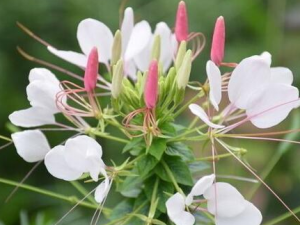 �׻��˵Ĺ�Ч������