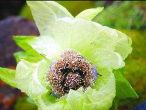 ��ѩ���Ĺ�Ч������ ������������