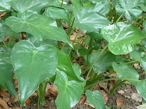 ��������Щ��Ч �����Ӫ����ֵ