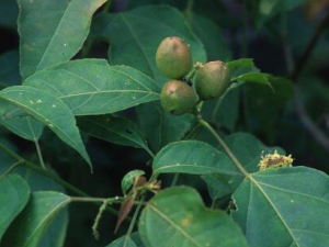 �Ͷ�Ҷ�Ĺ�Ч���� �Ͷ�Ҷ����Щ��ֵ