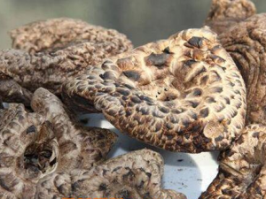 ���ƾ��Ĺ�Ч������ ����������