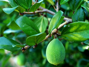 ޵��Ĺ�Ч���� ޵������ЩӪ����ֵ