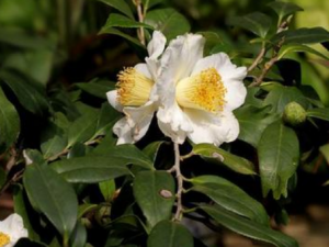 ����β�Ĺ�Ч���� ����β����Щ��ֵ