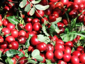 Ұ��÷�Ĺ�Ч������ Ұ��÷��Ӫ����ֵ