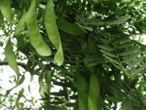 ����Ҷ����Щ��Ч���� ����Ҷ��ȥ������