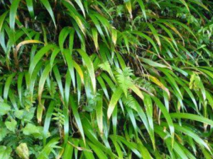 ����⽡Ƣ��ʪ��θ ��֪�������÷�������