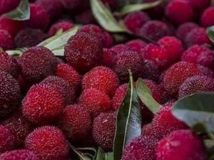 ��÷��������Щ��Ч ��֪������ҩ��������