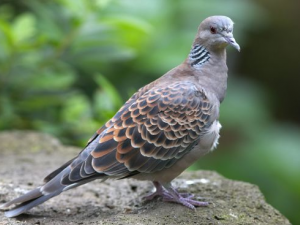 ����ʳ������ ���ǿ�������������