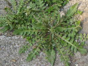 ��������Щ���� ���˾��н�Ƣ��ˮֹѪ�ⶾ�Ĺ�Ч