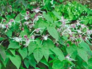 ����޽�Ĺ�Ч���� ����޽������ϵͳ���ܵ�Ӱ��