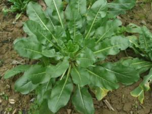 ��������ʳ�÷��� �������Ĺ�Ч������