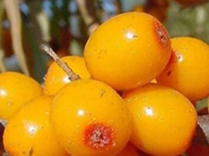 ɳ���Ĺ�Ч������ �и��ܳ�ɳ����