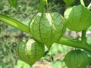 �׻����������Ƚⶾ�Ĺ�Ч �׻��������÷�����