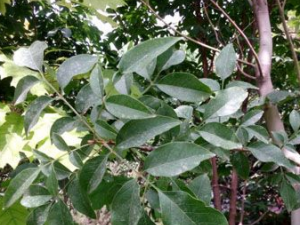 ����Ƥ�Ĺ�Ч���� ����Ƥ�������