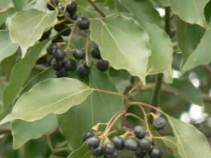 ����Ҷ�͵Ĺ�Ч������ ����Ҷ��������ʪ���׽ⶾ�Ĺ�Ч