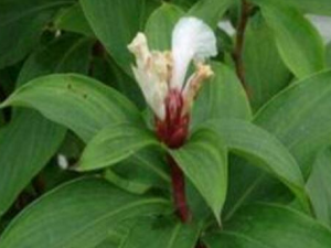 ��ʯ��Ĺ�Ч������ ��ʯ����һ��������������ҩ��