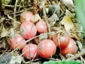 Ұ�ع��ݾƵĹ�Ч������ Ұ�ع��ݾƿ�������ʪ