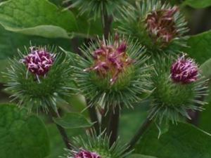 ����ҩҲ����һЩ�������