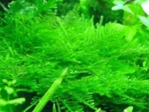 ��ˮ������Щ��Ч���� ��ˮ������ʪ���������