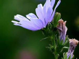 ë���ĵĹ�Ч���� ë���������Ƚⶾ�������������