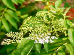 ӹǲݵĹЧ ӹǲݲܻѪֹʹ