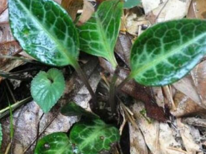 ¹��ݵĹ�Ч������ ¹��ݶ��������໹�����Ա�������