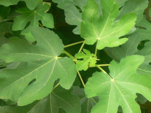 �̵�����ݡ�����ƫ����ȫ