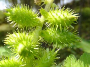 �Զ��ݵĹ�Ч�������Լ�ʹ�÷���