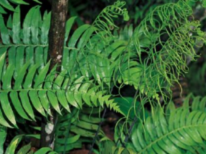 ɽ������ާ�Ĺ�Ч���� ɽ������ާ�к�θֹŻ�Ĺ�Ч